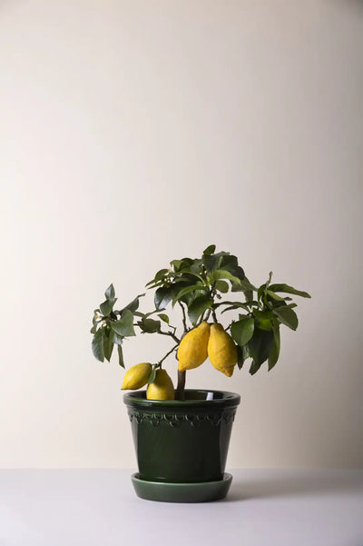 Bergs Potter Københavner Glazed Pot