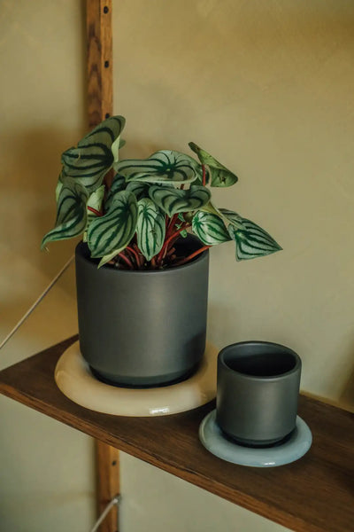 Bergs Potter Lily Glazed Pot