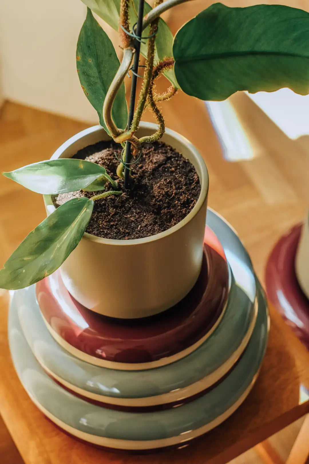 Bergs Potter Lily Glazed Saucer