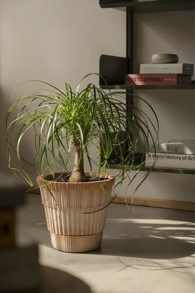 Bergs Potter Atlas Terracotta Pot