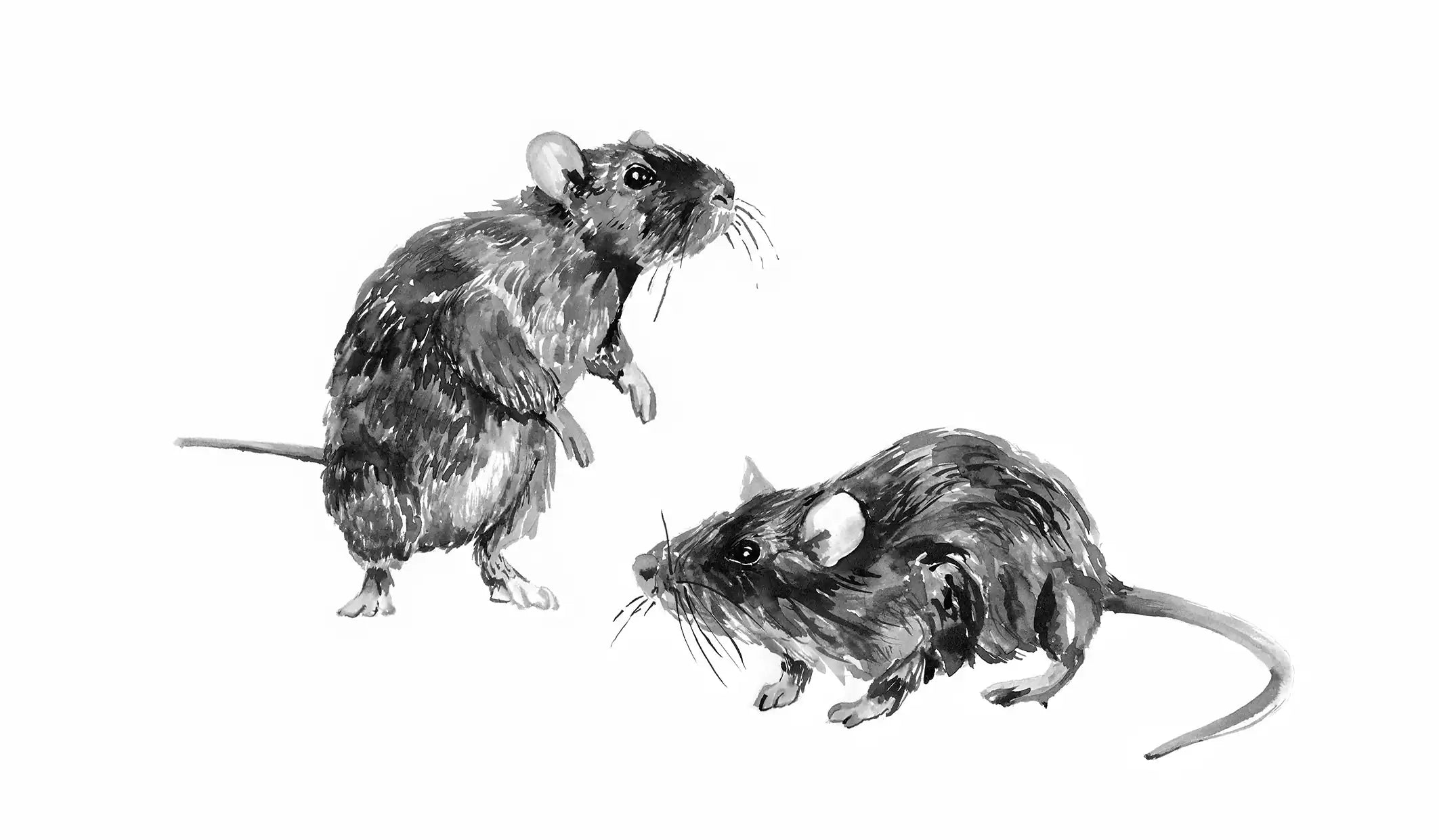 Black and white watercolor painting of two rats, on a white background.