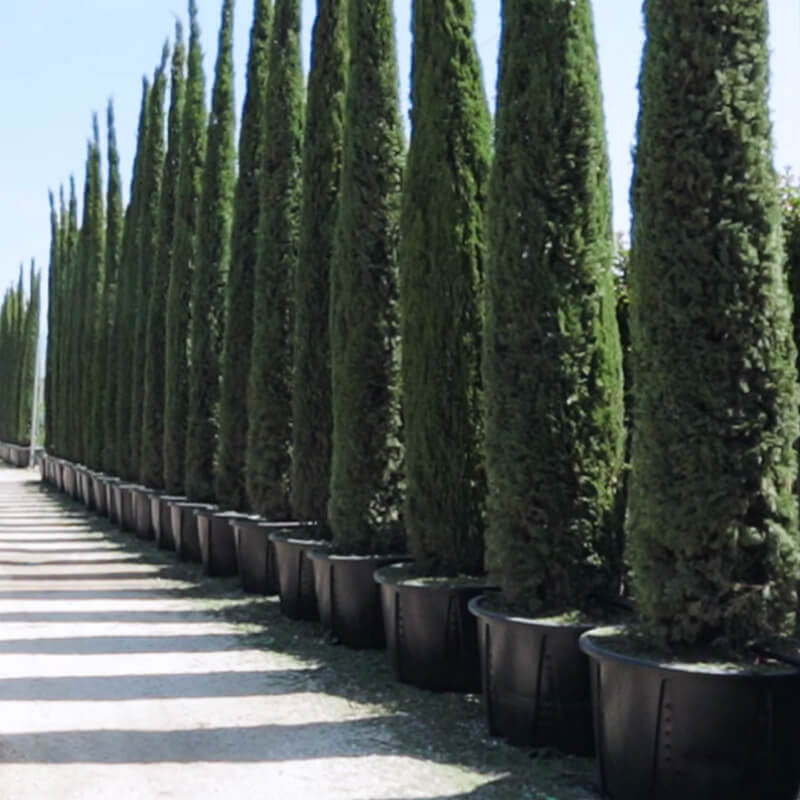 Pasquini & Bini Varia High-Capacity Root-Training Container